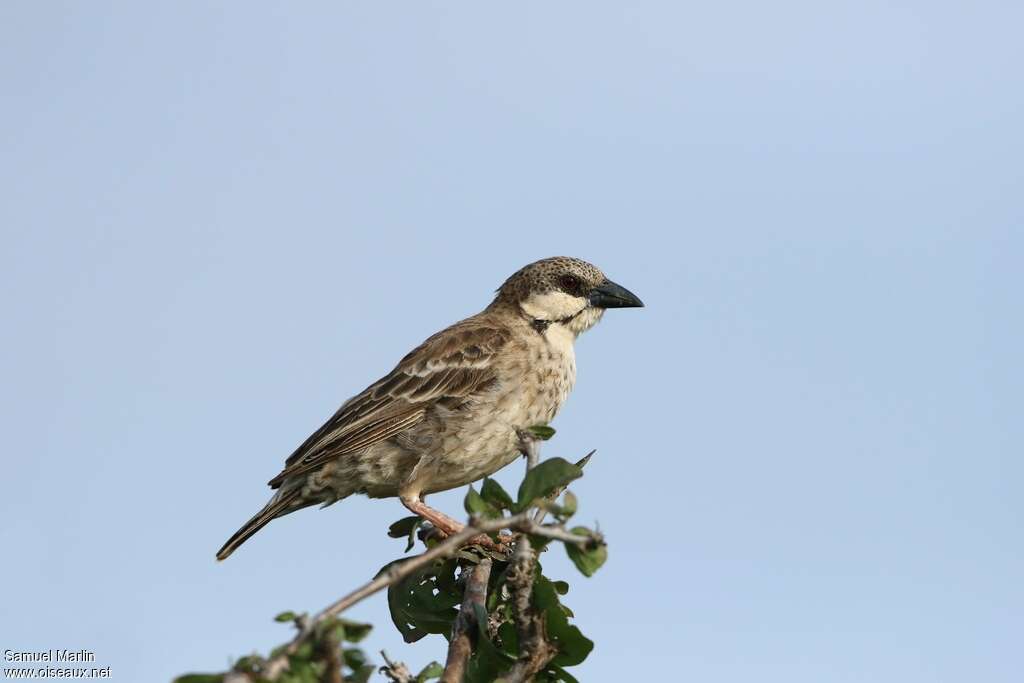 Donaldson Smith's Sparrow-Weaveradult, identification