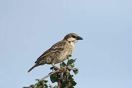 Donaldson Smith's Sparrow-Weaver