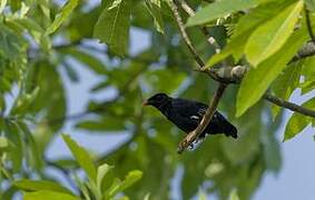 Sri Lanka Hill Myna