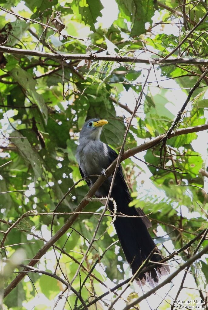 Blue Malkohaadult