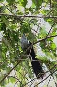 Blue Malkoha