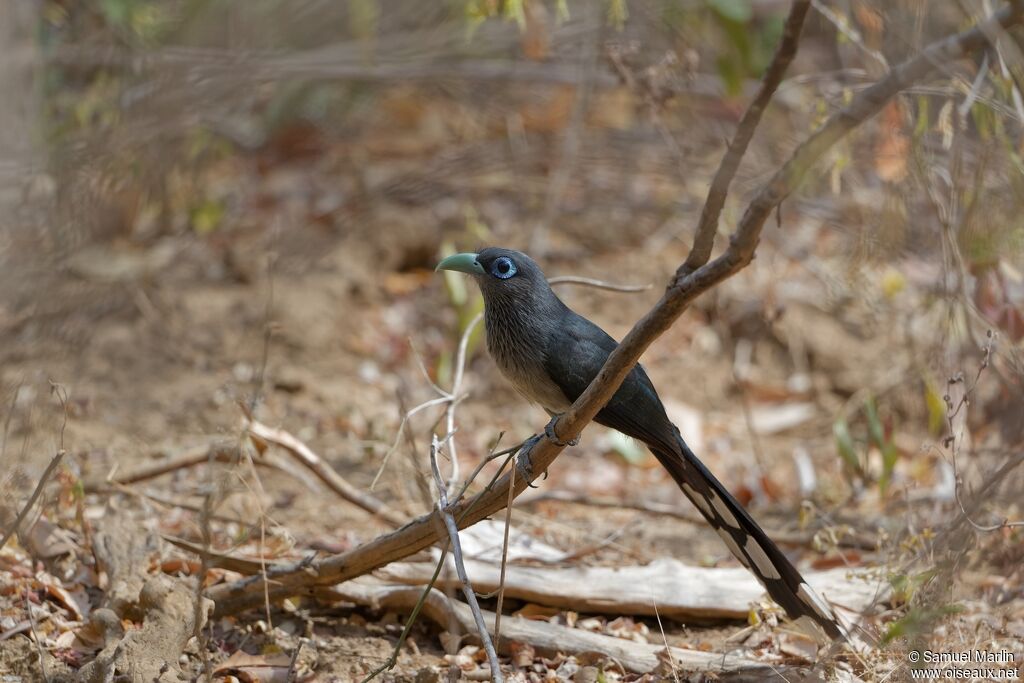 Blue-faced Malkoha