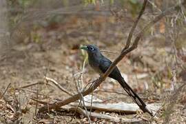 Blue-faced Malkoha