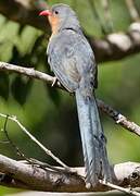 Malcoha javanais