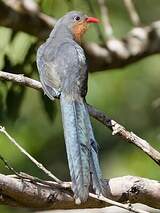 Malcoha javanais