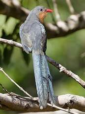 Malcoha javanais
