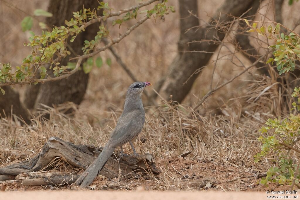 Sirkeer Malkoha