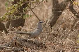 Sirkeer Malkoha