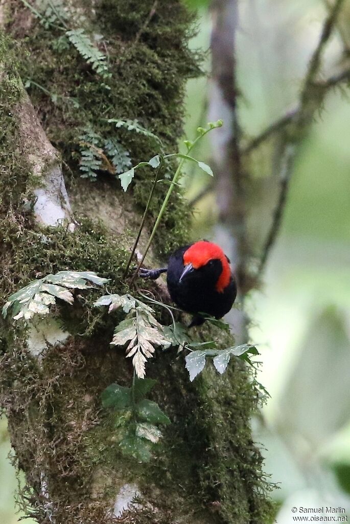 Red-headed Malimbe male adult