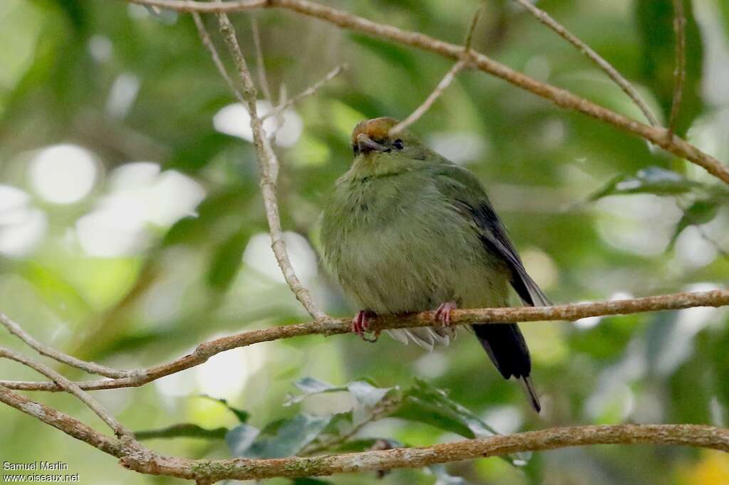 Blue Manakin female adult, identification