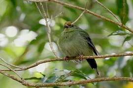 Blue Manakin