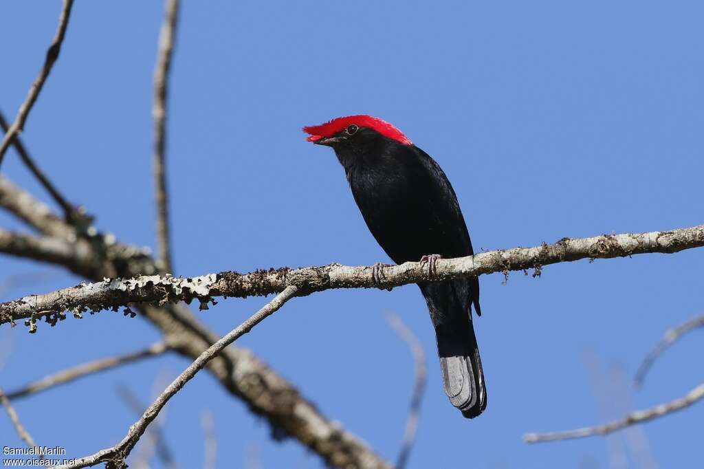 Manakin casqué mâle adulte, identification