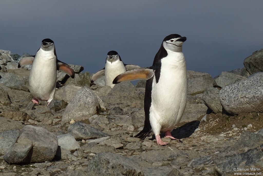 Chinstrap Penguinadult