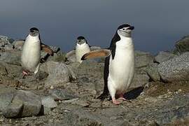 Chinstrap Penguin