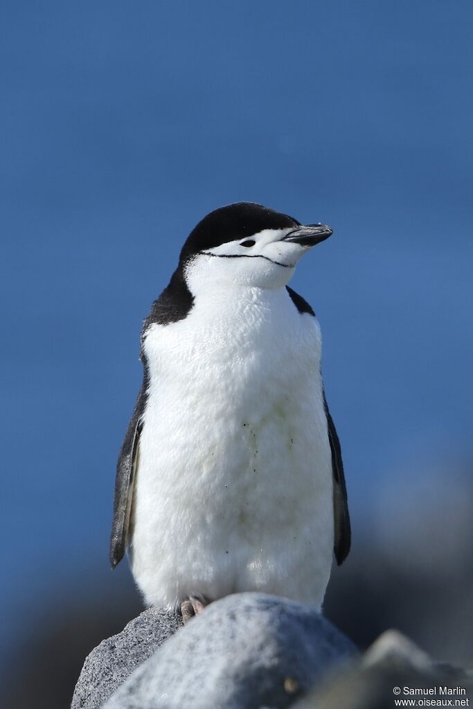 Chinstrap Penguinadult