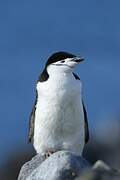 Chinstrap Penguin