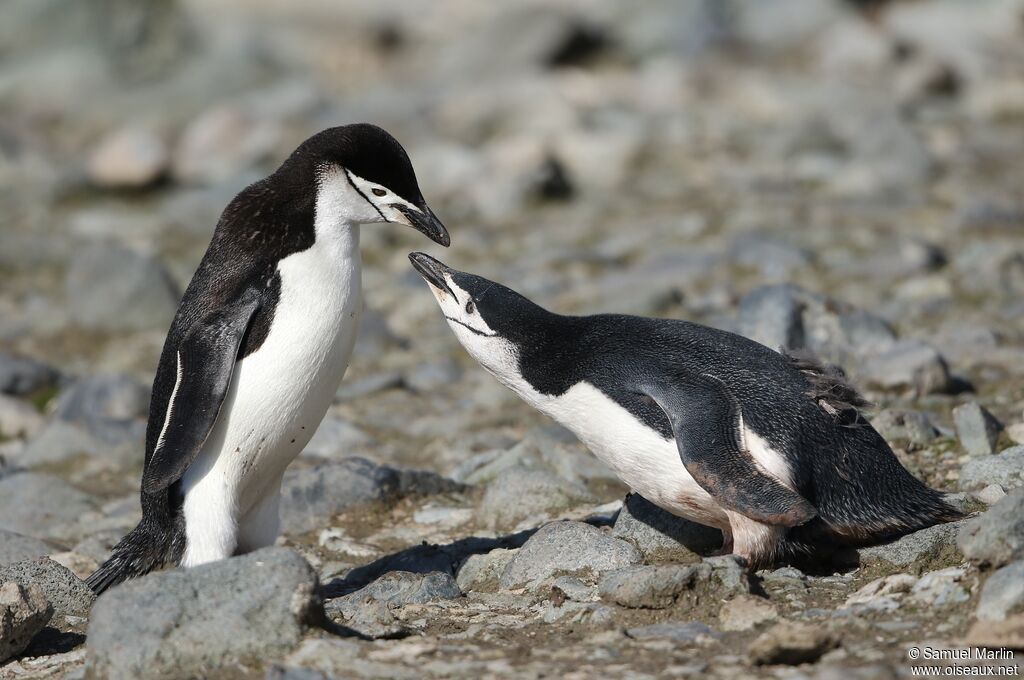 Chinstrap Penguin