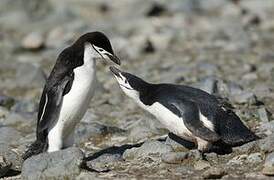 Chinstrap Penguin