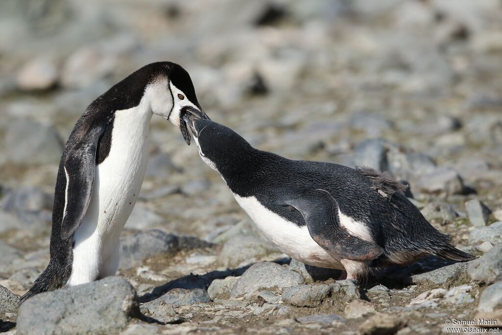 Chinstrap Penguin, eats