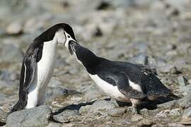 Chinstrap Penguin