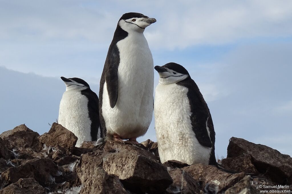 Chinstrap Penguinadult