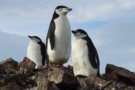 Chinstrap Penguin