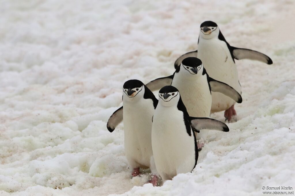 Chinstrap Penguinadult