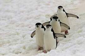 Chinstrap Penguin