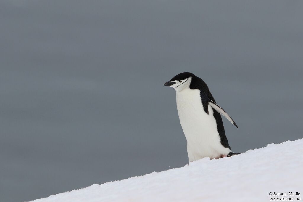 Chinstrap Penguinadult