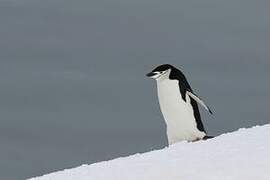 Chinstrap Penguin