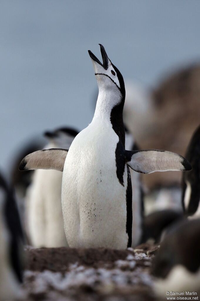 Chinstrap Penguinadult, song