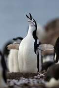 Chinstrap Penguin