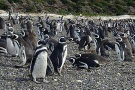 Magellanic Penguin