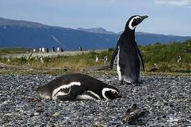 Magellanic Penguin