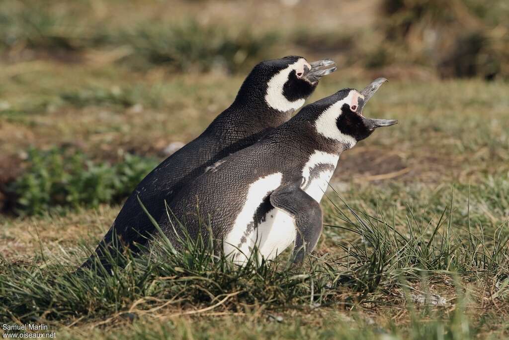 Magellanic Penguinadult, Reproduction-nesting