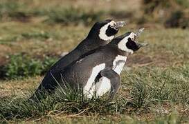 Magellanic Penguin