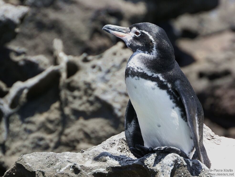 Galapagos Penguinadult