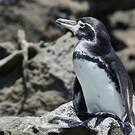 Manchot des Galapagos
