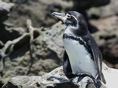 Galapagos Penguin