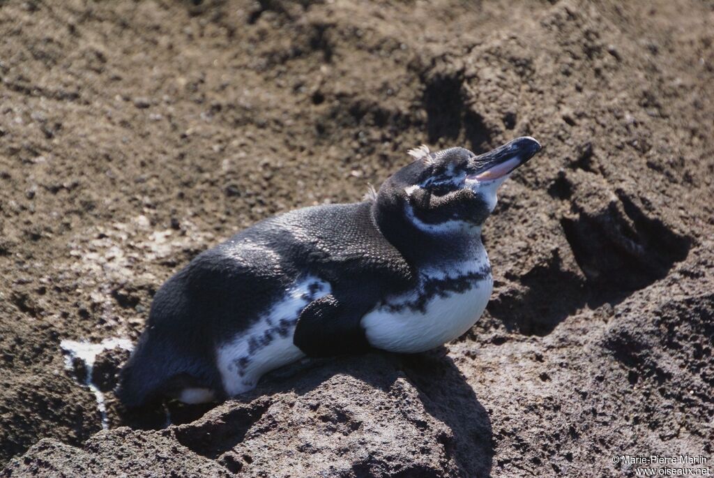 Galapagos Penguin