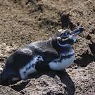 Manchot des Galapagos