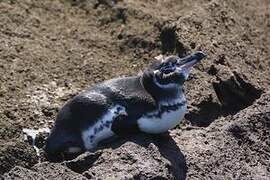 Manchot des Galapagos