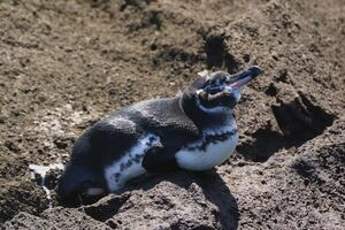 Manchot des Galapagos