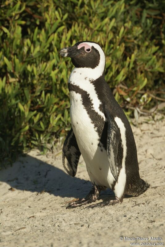 African Penguin male adult