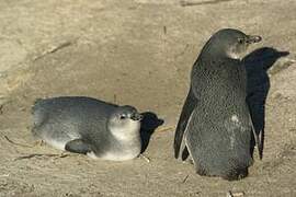 African Penguin