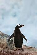 Gentoo Penguin