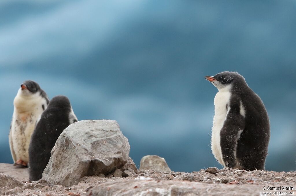 Gentoo PenguinPoussin