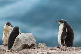 Gentoo Penguin