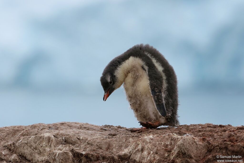 Gentoo PenguinPoussin