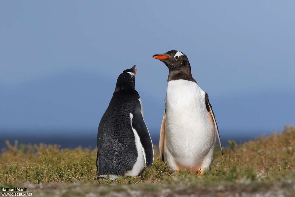 Gentoo Penguin